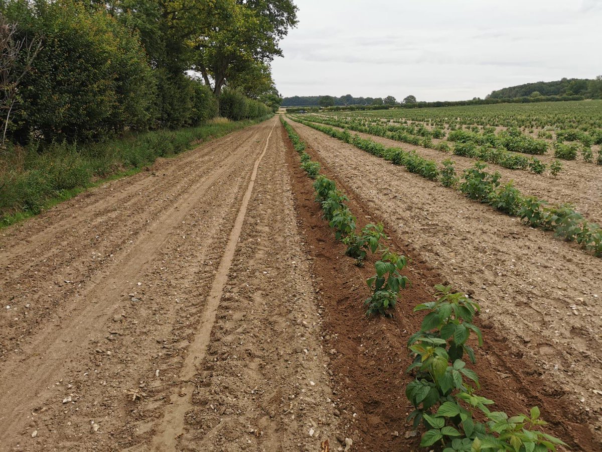 jfhudsonltd's tweet photo. Demos of the incredible @SpapperiNTSrl weeders are ongoing and the results are spot on. Yesterday we were in Kings Lynn demoing a weeder in a raspberry crop. #jfhudsonfarming #forwardthinkingfarming #innovativefarming #Spapperi #agriculturalmachinery https://t.co/TYNrgg81G3