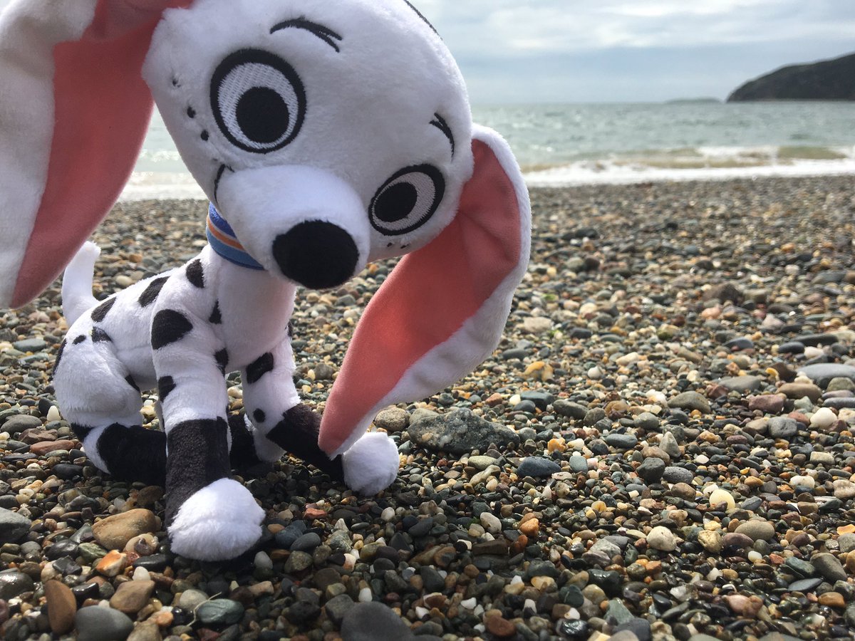 monty66068936's tweet photo. Have some pictures of when I took my Dolly plushie to the beach when I was in Wales because the rest of the photos have my ugly mug in them #101DalmatianStreet https://t.co/NuQNCN0YiE
