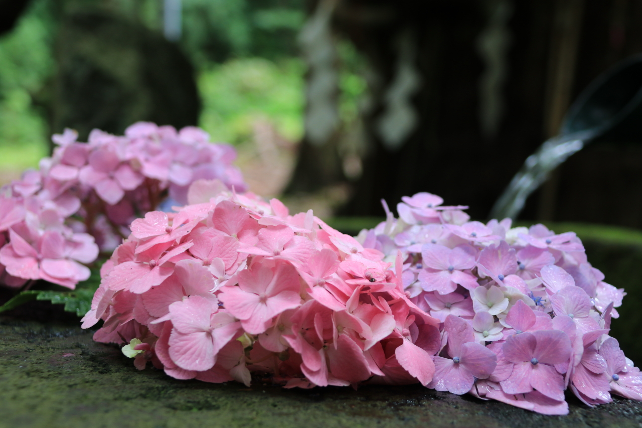 山嵐 花手水 磐椅神社 土津神社 豊景神社 福島県郡山市 耶麻郡猪苗代町 参拝 令和二年七月二十三日 豊景神社の花手水きれいですが 土津神社の花手水も見たくて 猪苗代へ 土津神社のお隣の 歴史ある磐椅 いわはし 神社も いいですね こんな時代