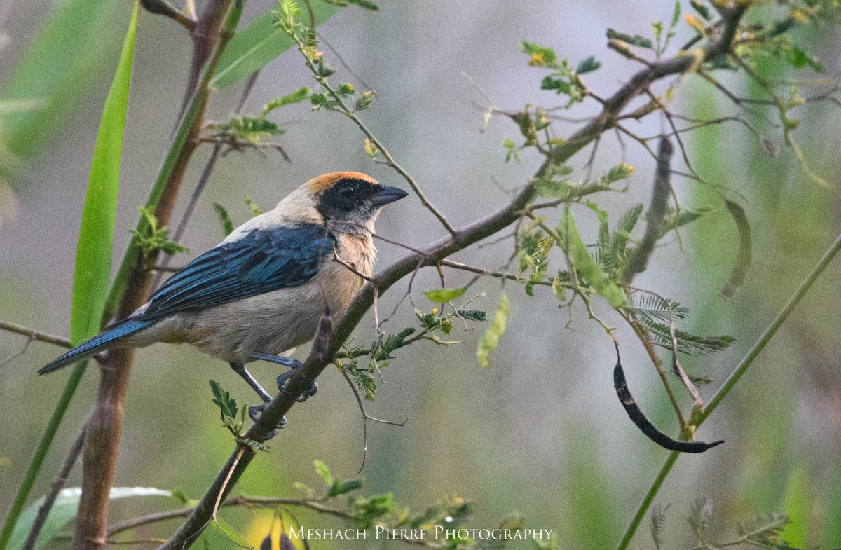 NatureWilling's tweet photo. 5. Conclusion
Georgetown’s greenspaces support the most diverse bird communities (not unusual), but it’s many canals and waterways are likely to play a key role in enhancing habitat connectivity as they traverse densely urbanized areas.

#DICECON20 #ConsArea https://t.co/pKsfLTlrZq