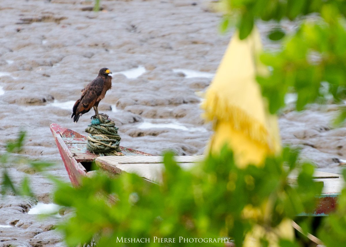 NatureWilling's tweet photo. 5. Conclusion
Georgetown’s greenspaces support the most diverse bird communities (not unusual), but it’s many canals and waterways are likely to play a key role in enhancing habitat connectivity as they traverse densely urbanized areas.

#DICECON20 #ConsArea https://t.co/pKsfLTlrZq