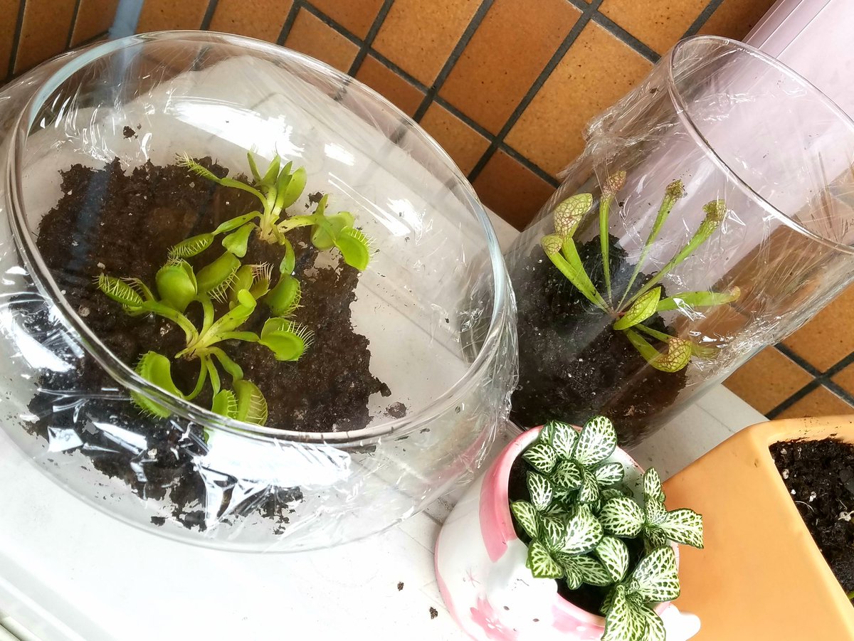 Update: Managed to "repot" my carnivorous plants today. I still haven't found correct soil, so I just used the stuff in their original pots.Turns out there were TWO Venus fly traps in that pot, which explains why they were so cramped.