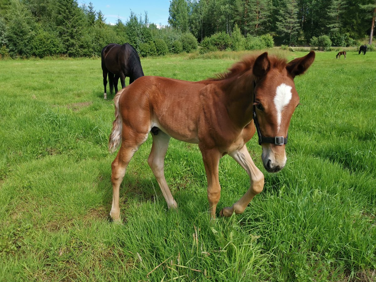 LineTHagen's tweet image. Eneste norskfødte e. Caballion i år 🥰