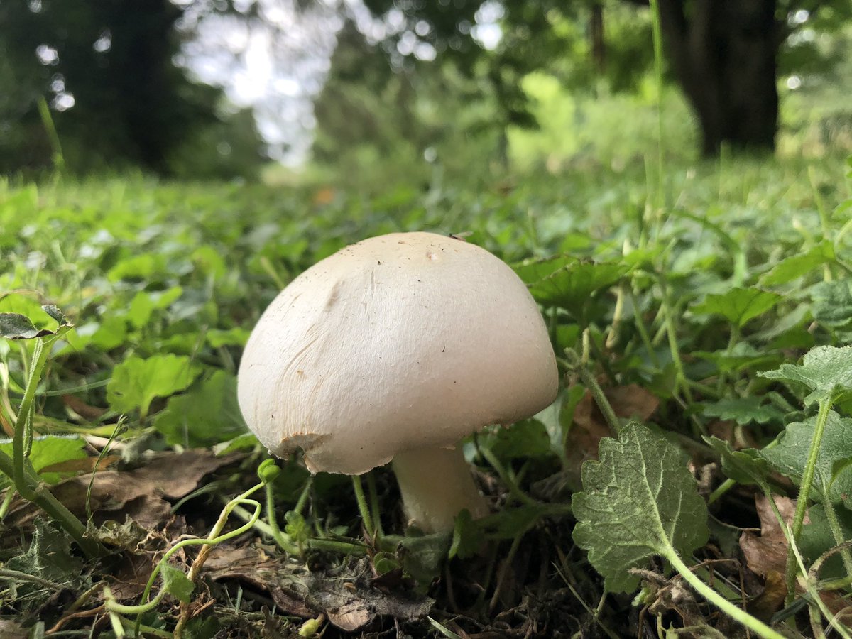 foragingcourse's tweet photo. Horse Mushrooms (Agaricus arvensis) just starting to appear. They have an aniseed aroma and perfumed flavour that can split opinion on taste. Find out more about them here: https://t.co/9OPxJwVa2i #abrahams #mushrooms #fungi #foraging #ukforaging #fungiforaging #forager #wildfood https://t.co/nSTHb42lAF