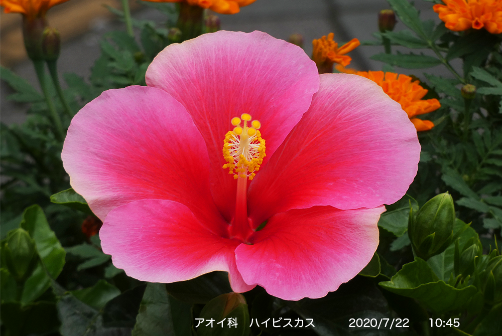 Nwakamatsu アオイ科 多種類の花を撮りました 編集済み次第順次公開します ハイビスカスとムクゲ です 他は 若松陞写真集 Photo Album 最新作 に掲載しています T Co Xmtgxt7kcb アオイ科 花紀行 フヨウ属 ムクゲ ハイビスカス