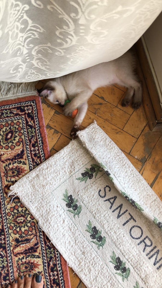 #IstanbulVet #FatihKoyuncu #Veteriner #Koşuyolu #Kadikoy <a href="/kadikoybelediye/">Kadıköy Belediyesi</a> <a href="/istanbulvethek/">İstanbul Veteriner Hekimleri</a> <a href="/istanbulbld/">İstanbul Büyükşehir Belediyesi</a>