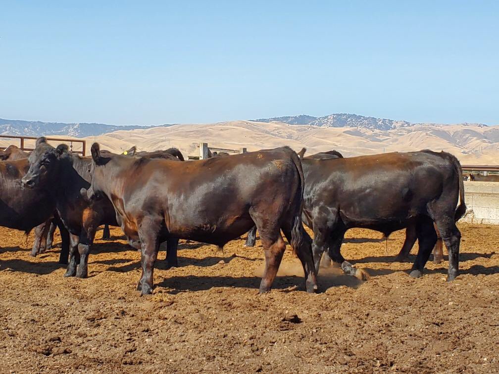 jaredwareham's tweet image. This premium set of Top Dollar Verified Angus steers from California are sired by elite genetics from Top Dollar partner Gardiner Angus Ranch. They are on their way to Hereford, TX! #teamwork #topdollarangus #precisionbeef #verifiedgenetics