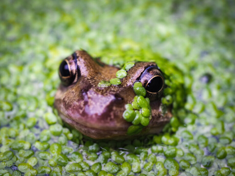 10 Tips For Garden Photography | Whether you’ve recently discovered your green fingers or are a seasoned grower, your garden or local green space can be the perfect photography playground. <a href="/daisyduked/">Daisy Dickinson</a> shares her top tips → olympus-imagespace.co.uk/grow-your-gard… #HomeWithOlympus