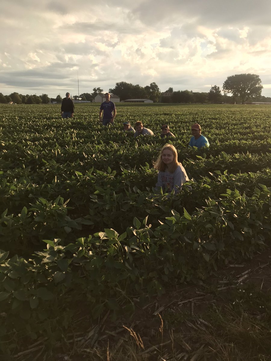 ffa_lemars's tweet photo. Our students are truly cream of the crop! This awesome crew woke up bright and early to walk the test plot bean field and pull weeds! The future of these beans (and the kids) is definitely bright! https://t.co/oPhrgqjZ2e