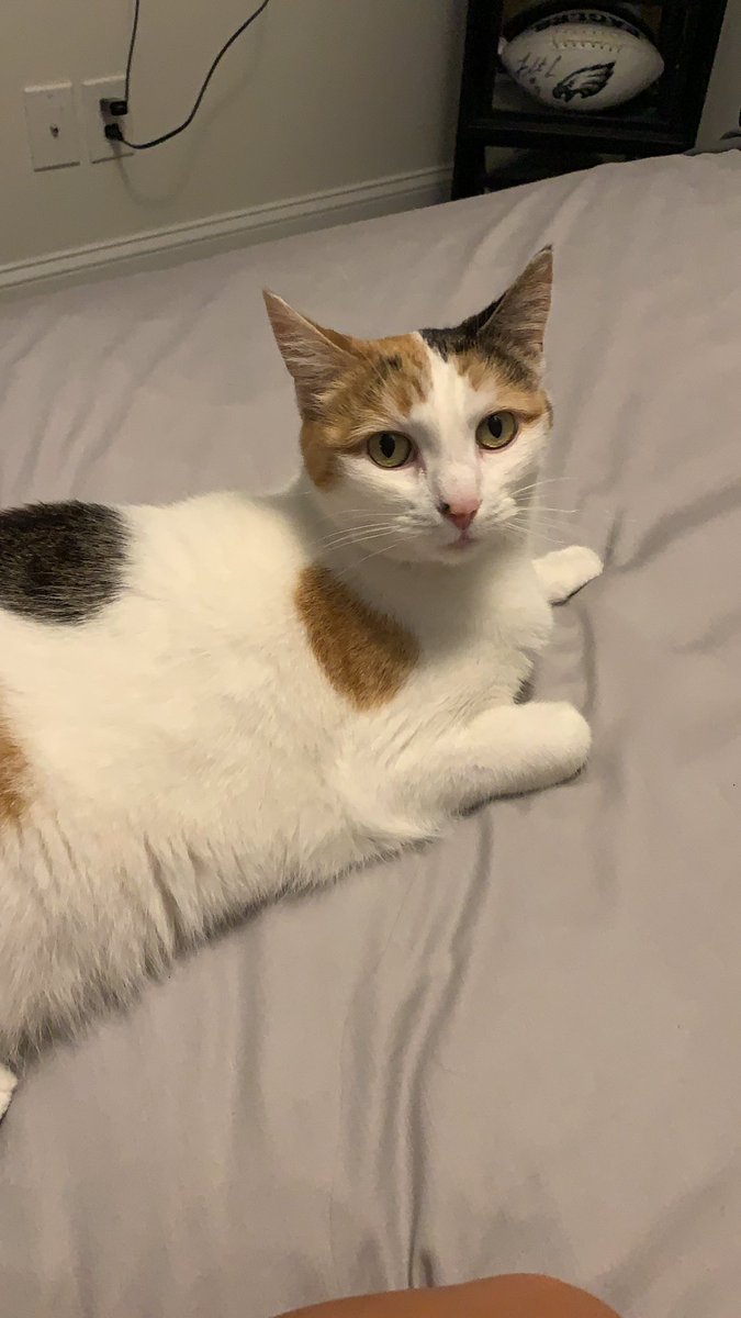 TSphilaPROPOSAL's tweet photo. She is better at containing her excitement 😂😂😂😻😻😻 #Folklore https://t.co/h9N9mMT3m2