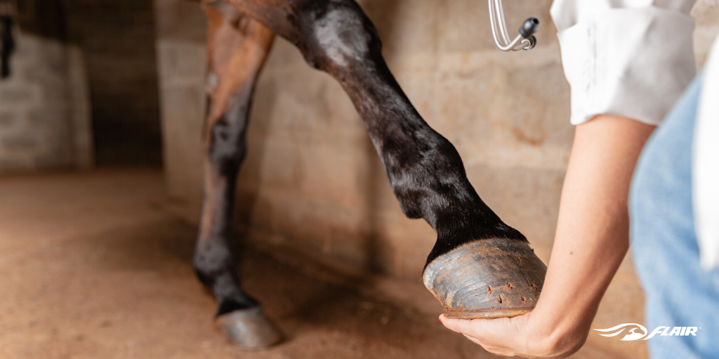 FLAIRstrips's tweet photo. What do veterinarians do in a lameness exam and what are they looking at?
We answer these questions in our latest blog post on "What's in a Lameness Exam?" at: https://t.co/Xsfbp2gQ0S
#itsaboutthehorse #equinehealth #lameness #preventprotectperform https://t.co/TNZAT650f5