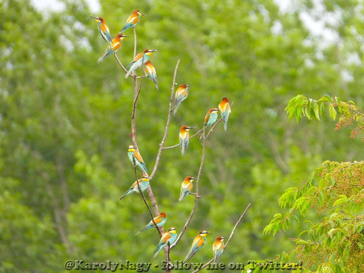 KarolyNagy's tweet image. Sixteen :: 
#EuropeanBeeEater #BeeEater #July #Timár #Hungary