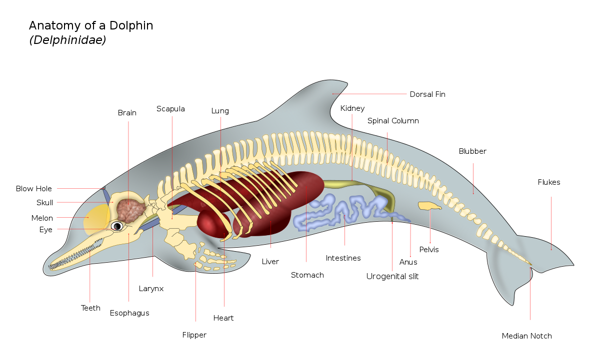 En esta imagen vemos como el cerebro ocupa una posición trasera con respecto al melón, y este esquema de un delfín sirve para todos los odontocetos (pero solo en belugas esta grasa es tan aceitosa como para ser más líquida y blandita).Fuente  https://commons.wikimedia.org/wiki/File:Dolphin_Anatomy.svg