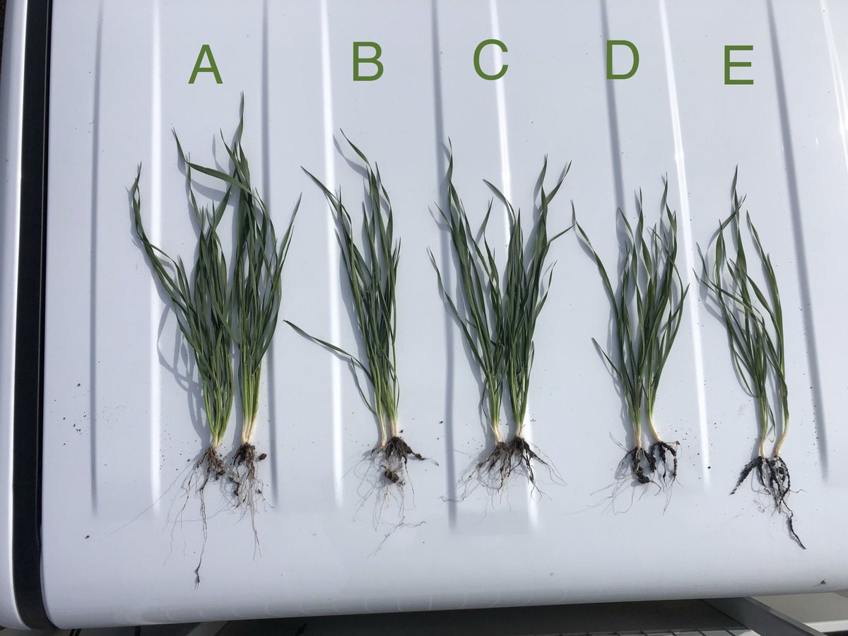 #BasisXC showing up strong I’m #wheat in <a href="/growloveland/">Loveland Products</a> plant nutrition trial near #Tamworth #NSW THANKS to <a href="/Haydenhollis88/">Hayden Hollis</a> E: GranulockZ D: GranulockZ@+BasisXC C: GranulockZ+BasisXC + Radiate+Urea B: ESN preplant + GranulockZ+BasisXC A: GranulockZ+BasisXC + Radiate