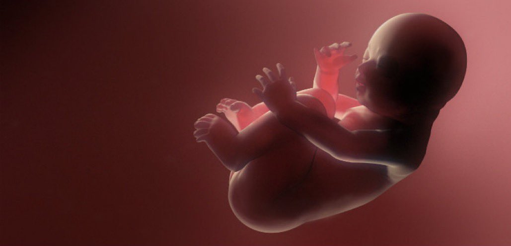 merveilles_I's tweet photo. Le Prophète ﷺ a dit :

« Je jure par Celui qui détient mon âme dans Sa main ! Certes le saqt (Le foetus mort-né) va tirer sa mère vers le paradis par le cordon ombilical si (elle patiente) en recherchant la récompense d’Allah ».

🔗(Rapporté par Ibn Maja dans ses Sounan n°1609) https://t.co/cxpZu3MMSq