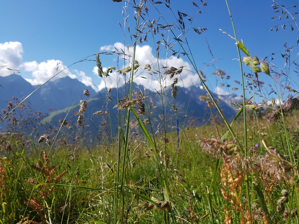 KatalNegin's tweet image. Lucky to be part of #susalps project and do fieldwork in the #stubaital #austria #alps #ecologistlife
@DisturbanceEco1 @unibt