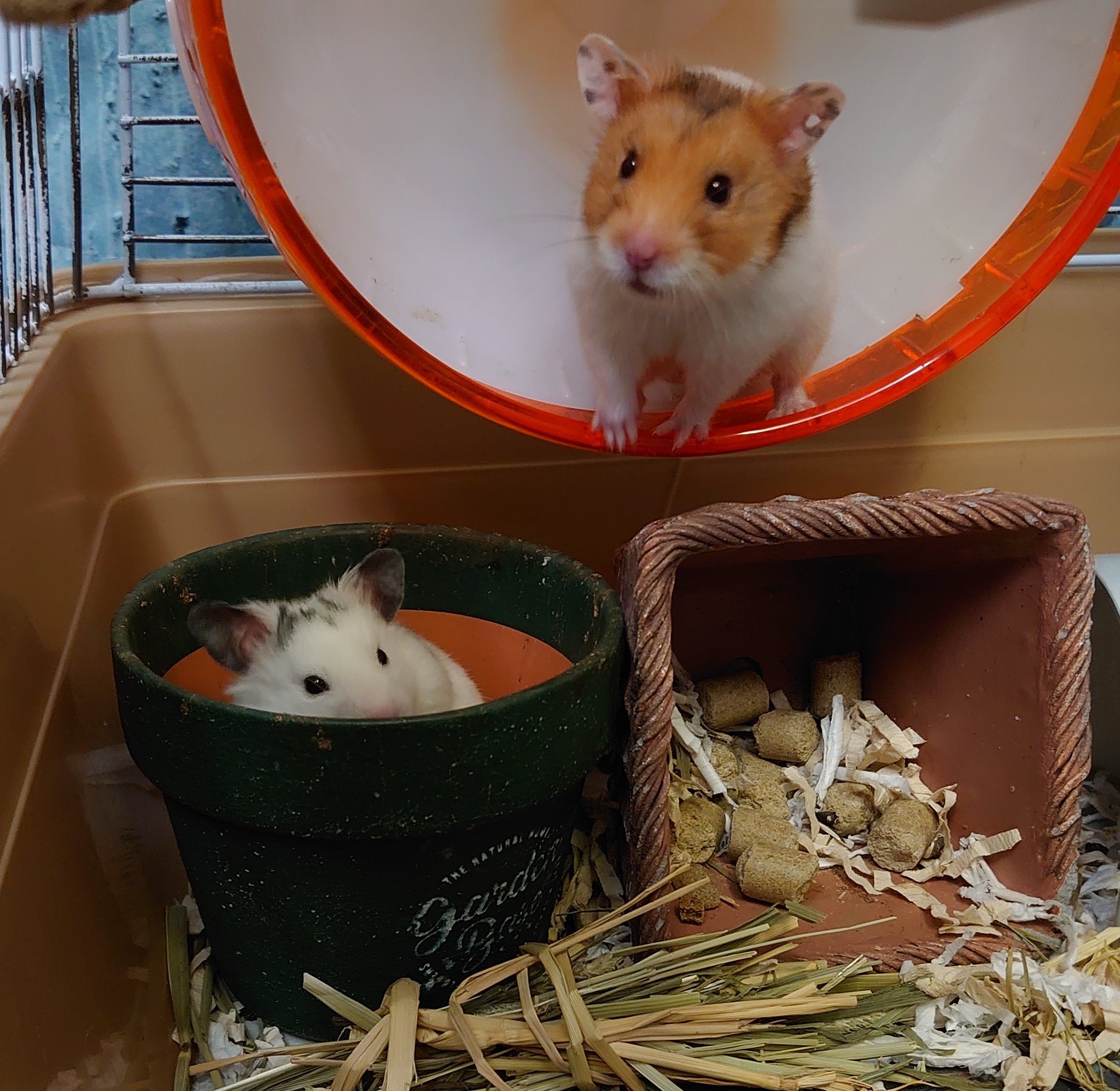 Hamster S Room Ten S Family ん 僕達を写すのでちゅか 回すのやめて止まるキイ 鉢入りメル バブズ2匹 ハムスター カメラ向けると ハムスターのいる生活 かわいい Hamster S Room Ten S Family ん 僕達を写すのでちゅか 回すのやめて止まるキイ 鉢入りメル バブズ2匹 ハムスター カメラ向けると ハムスターのいる生活 かわいい