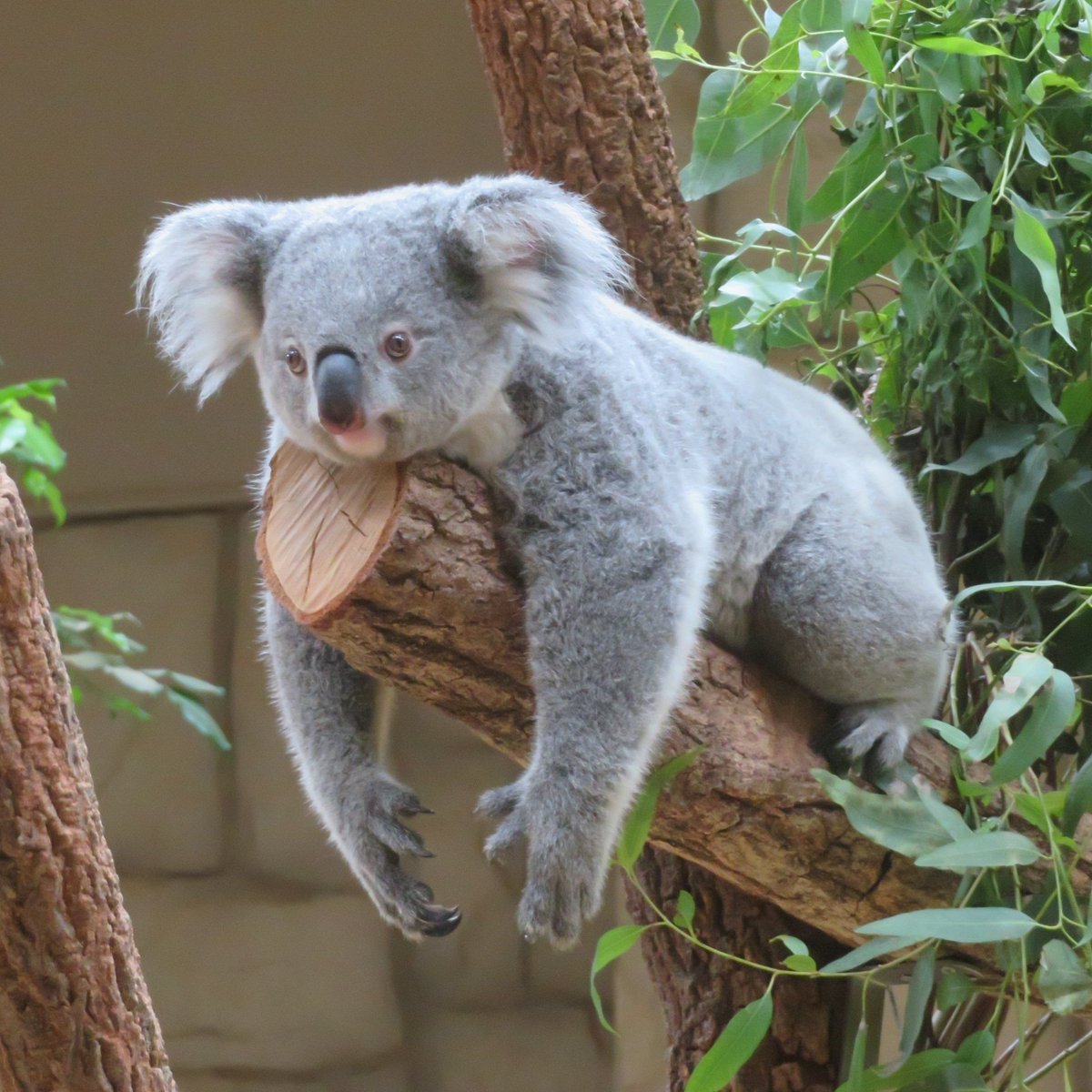 きらら #コアラ #東山動植物園