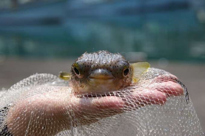 ハコフグのtwitterイラスト検索結果