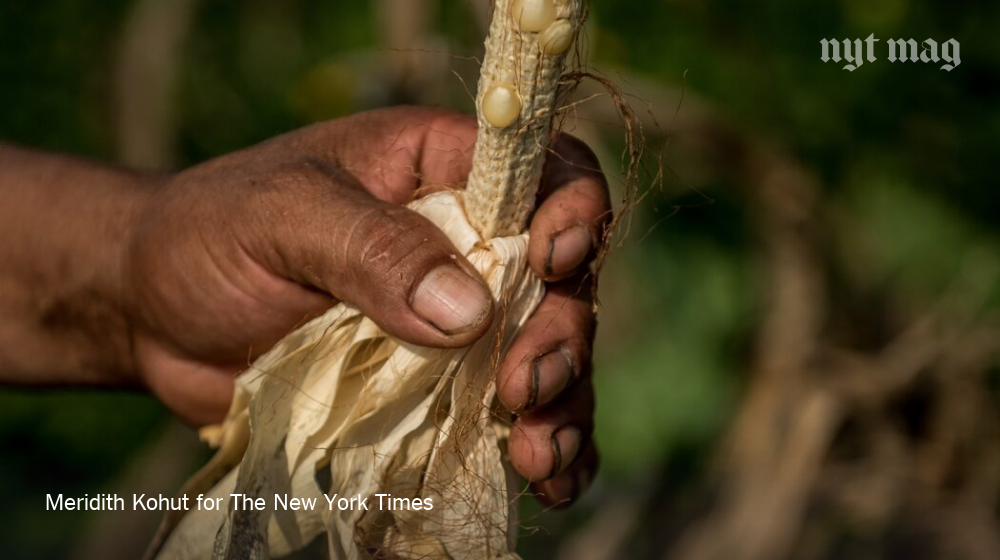 Under relentless drought, flood, bankruptcy and starvation, the residents of Alta Verapaz in Guatemala have begun to leave. Researchers project that by 2070, yields of some staple crops in the state will decline by nearly a third  http://nyti.ms/3jrgZZY 