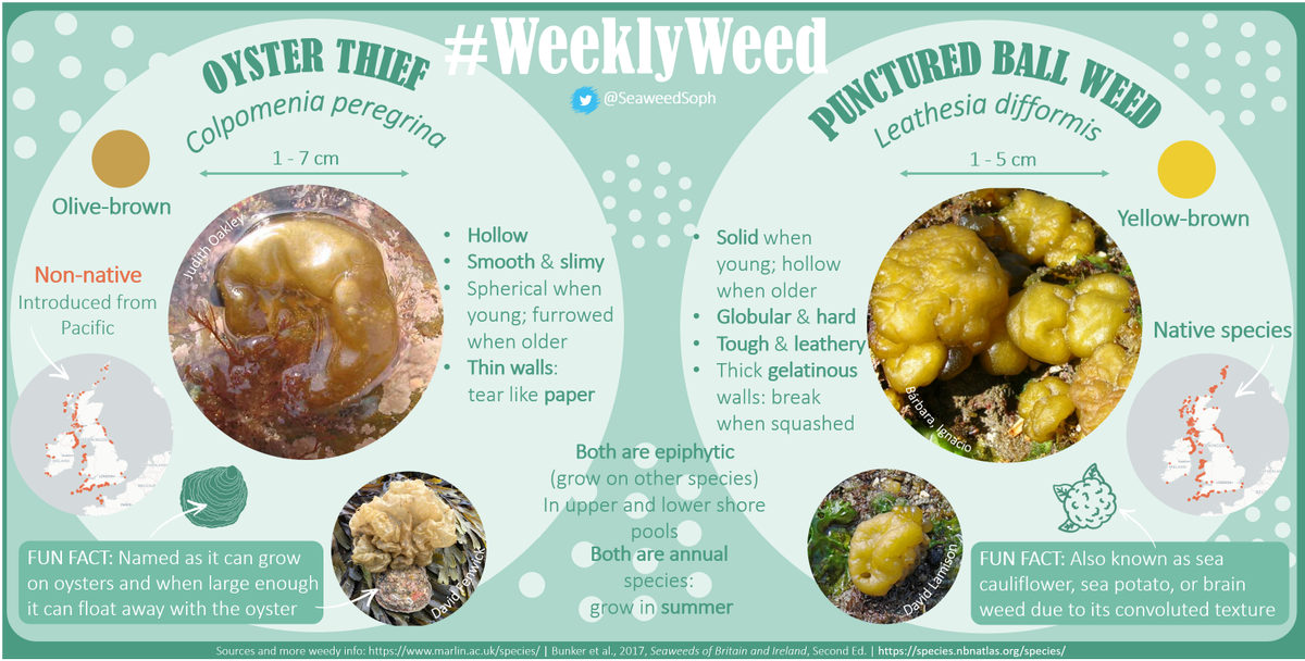 SeaweedSoph's tweet photo. In case you need some extra brainpower this afternoon - this #WeeklyWeed celebrates brainy #seaweed🧠
These summer species are abundant now & you may see detached C. peregrina bobbing along on the 🌊surface (potentially with an🦪in tow!).
@ExeterMarine @mcsuk @bps_algae #algae https://t.co/N2toTpnbiG