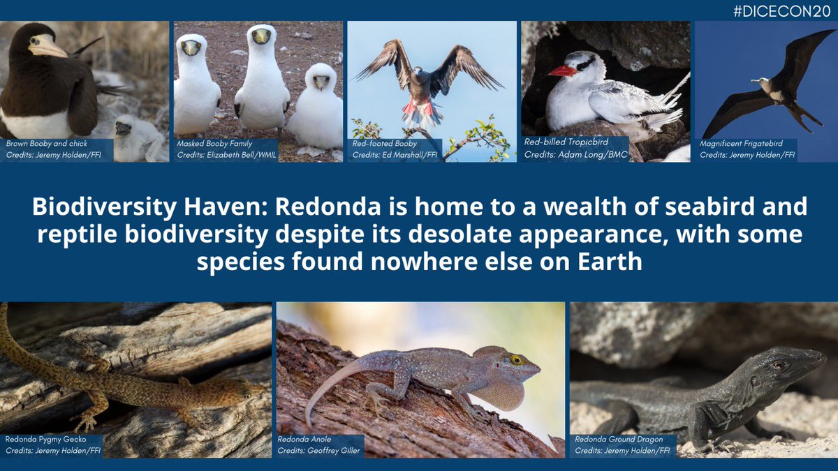 2) Redonda is designated as a  #KBA and  #IBA due to its regionally significant nesting seabird colonies. Its remoteness also allowed for unique, endemic species to evolve. One of the  #CriticallyEndangered reptiles was only discovered in 2009!  #DICECON20  #ConsEffect1