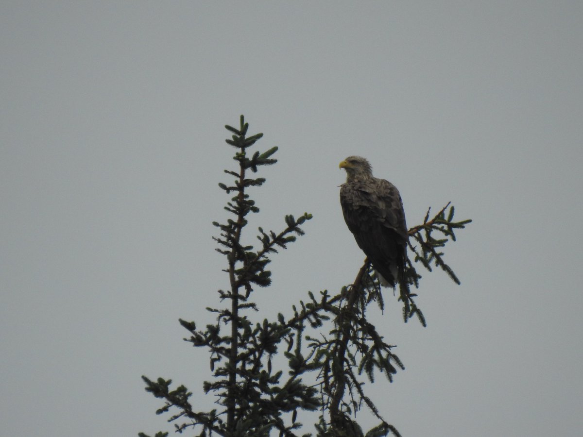 WildIslayBirds's tweet photo. Out around the island today kept finding White-tailed Eagles #Islay #birding It was raining at the time, the wetter the bird got the branch kept bending over. https://t.co/mhI4lmhU7J