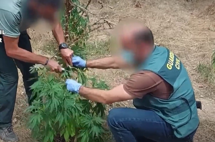diariodeburgos's tweet photo. La búsqueda del cocodrilo en Valladolid descubre una plantación de marihuana en la confluencia de Duero y Pisuerga https://t.co/3eujlDhnIi https://t.co/d6dC9trynm