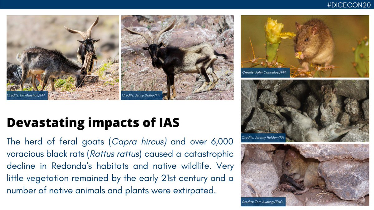 3) In the 1800s, guano miners left behind  #blackrats and  #feralgoats Together, they devastated native wildlife & vegetation. The island continued to deteriorate and was collapsing into the sea. If we removed  #invasivespecies could Redonda even recover?  #DICECON20  #ConsEffect1