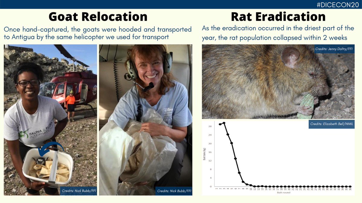 4) With our team of volunteers, the population of approx. 6,000 rats  collapsed within 2 weeks! The  #RatEradication lasted 2 months and ended April 2017.  #GoatRelocation involved fencing, hand-catching of goats  and transport by helicopter to Antigua  #DICECON20  #ConsEffect1