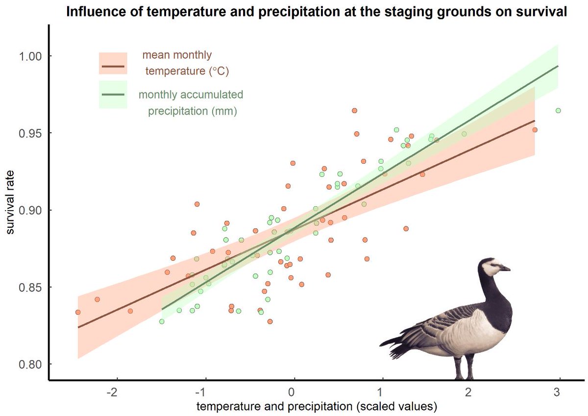 susandoyle44's tweet photo. David Cabot collected survival and productivity data on Greenland Barnacle Geese every year since 1961. Delighted to announce our paper on this amazing dataset is out in 
@GlobalChangeBio ! @IrishResearch @npwsBioData @ucdagfood @UCDEarth  @UCD_Research  https://t.co/EsOKi5CPhS https://t.co/QOAasjqsPR