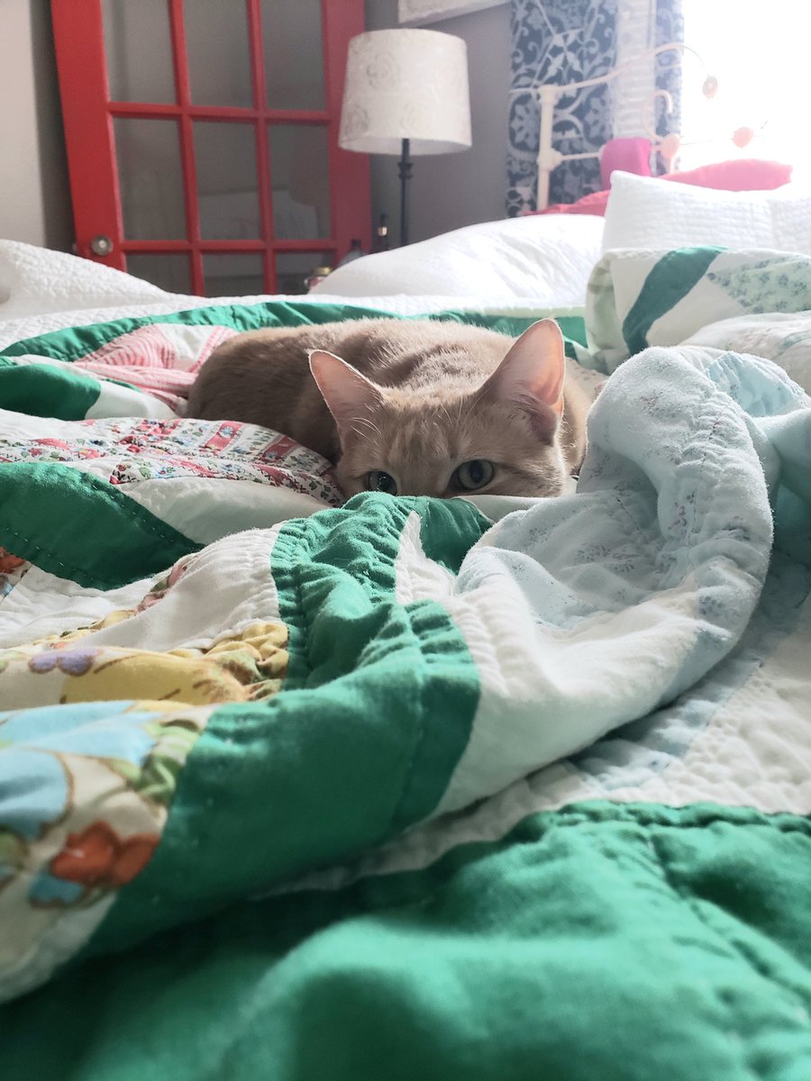 kalynnshea's tweet photo. Here's a cute fluff to start your morning off right https://t.co/M3e8TXM7ol