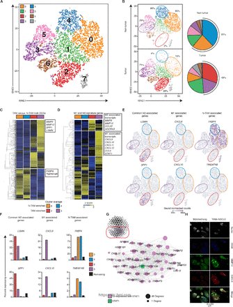 jitcancer's tweet photo. New #JITC article: M1hot tumor-associated macrophages boost tissue-resident memory T cells infiltration and survival in human lung cancer @evameba https://t.co/NFTpgW4Guy https://t.co/3LKwbyTE7j