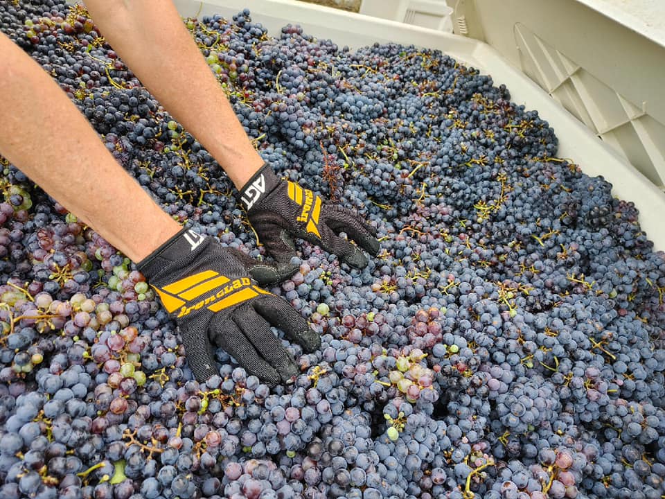 Texas_Wine's tweet photo. GO FOR THE GOLD!  Wine Gold that is. Register today. https://t.co/ubajbRgeZ7 https://t.co/YPF3O3yEBV