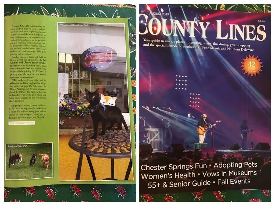 BerkleyBlackCat's tweet photo. #ThrowbackThursday when Berkley and the #BlackCatCafe was in County Lines Magazine.

#berkleyblackcatcafe #cafewithamission #adoptdontshop #bestofthemainline #catrescue #foodies #mainlinefoodies #delish #Eeeeeats #ForkYeah #animalrescuecafe #glutenfree #vegan  #dessert #takeout https://t.co/z4N8ultPKJ