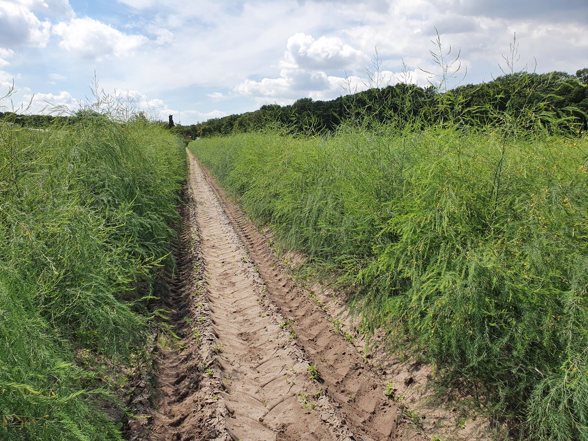 Frisse en zeer goede gewasontwikkeling bij deze #Herkolim #herinplant, exact 3,5 maand na het planten. Hier is bij het planten onze nieuwe #DCM_InstantTD toegevoegd, speciaal ontwikkeld voor dat extra steuntje in de rug bij herinplant 😁 #asperge #asparagus <a href="/dcmnederland/">DCM Nederland</a>