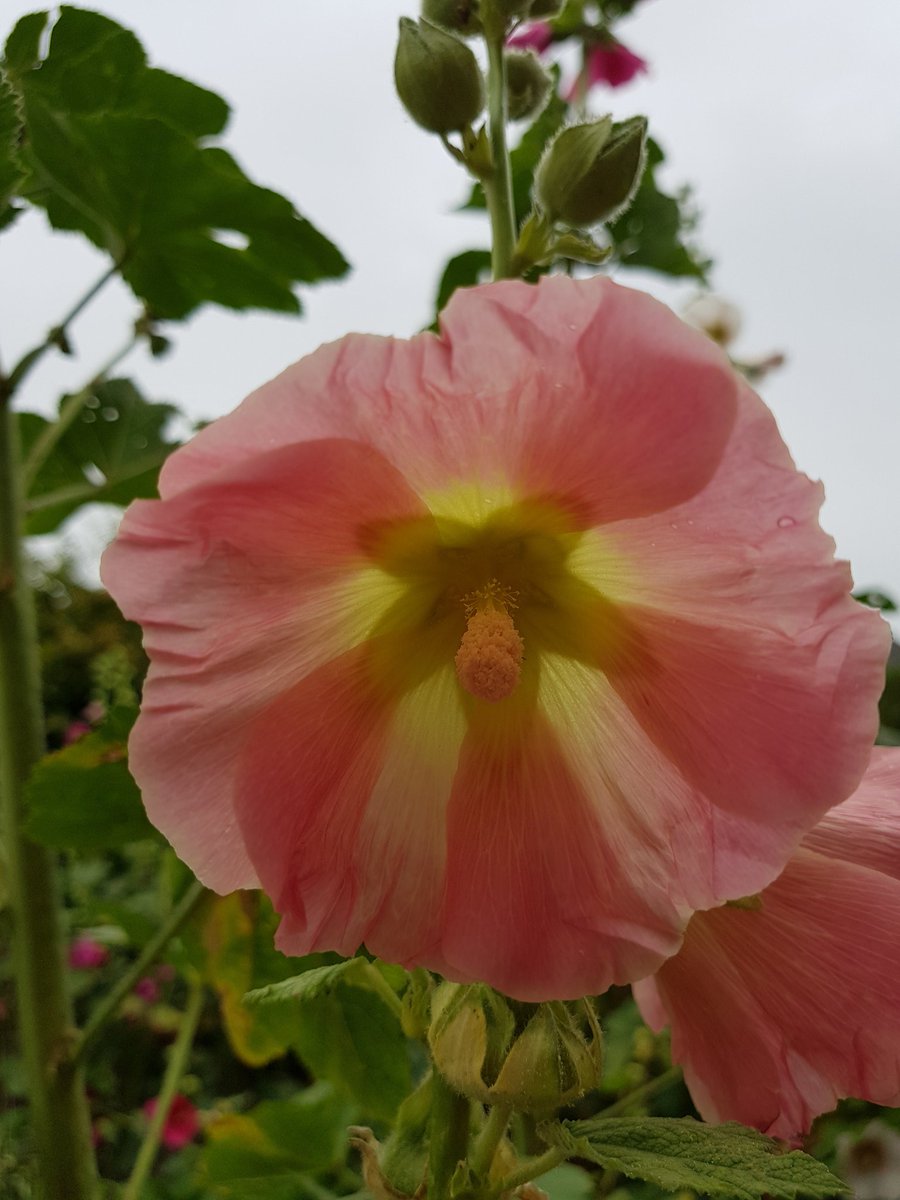 WendtLydia's tweet photo. So many colors and all beautiful 🌸🌺🌼🌻❤ #flowers #photography #love #beautiful #colors #BLM #WeAllHumans ✊🏻✊🏼✊🏽✊🏾✊🏿 https://t.co/qkIzpQff3f