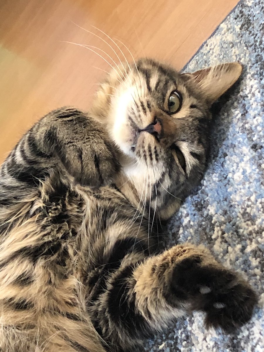 「ウインク」💕

#キジトラ #きじとら猫 
#猫との暮らし #猫のいる生活 #猫好きさんと繋がりたい #ねこばか部