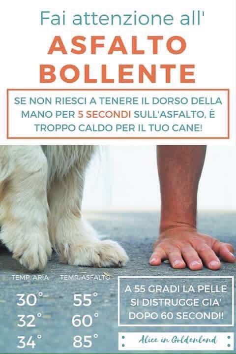 Real_Integra's tweet photo. #cani #cane #dog #dogs #puppy #pup #dogs_of_instagram #pet #pets #animal #animals #petstagram #petsagram #dogsitting #dogsofinstagram #ilovemydog #instagramdogs  #dogstagram #dogoftheday #lovedogs #lovepuppies    #doglover https://t.co/4MnwCrHbr8