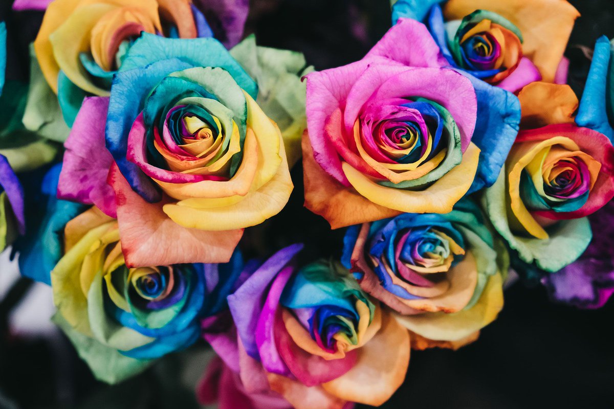 Rainbow roses are made, not grown: after cutting, the stem is split and placed in different dyes, which are drawn up and color the white petals. All 1,000 rainbow rose seed listings on eBay are a scam.