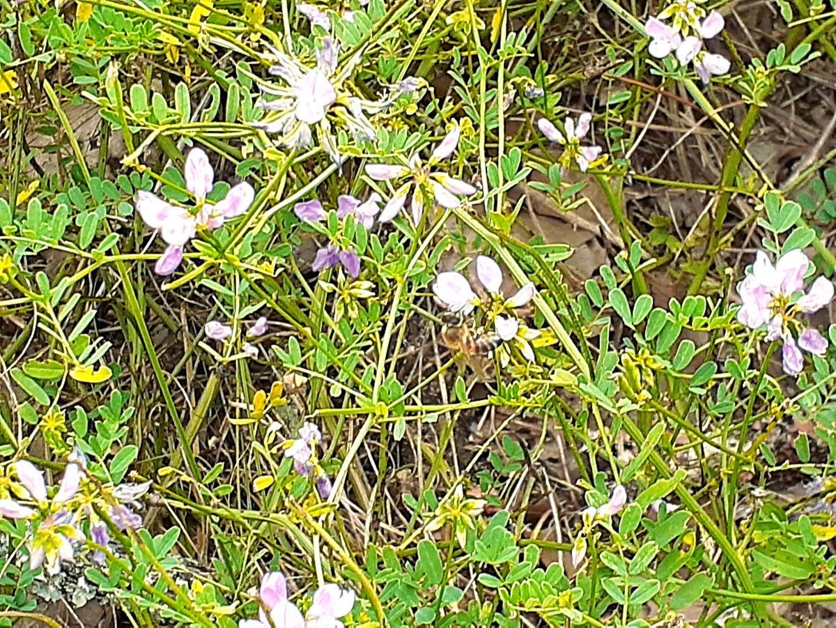 Purple Crownvetch is a perennial legume once used for erosion control it is now invasive and overshading native plants.  The purple flowers are still eyecatching a pretty. 

#crownvetch #invasiveplants #botany #plantnative #roadsideweeds #NWA #pollinatorfriendly #pollinators