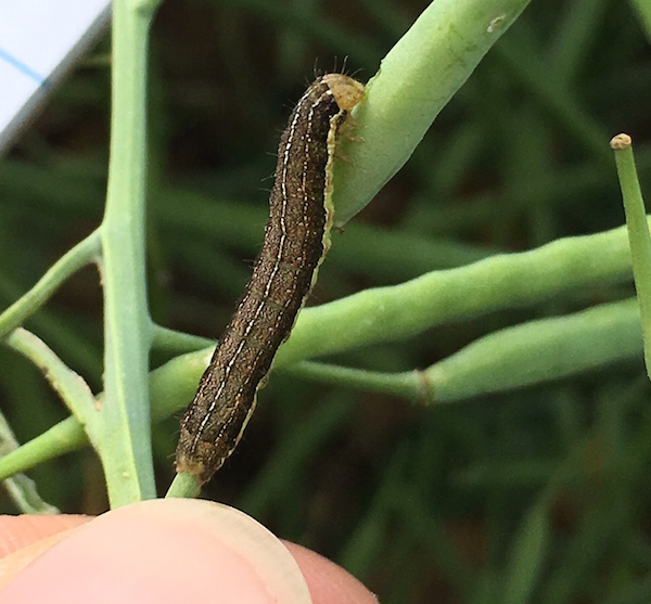 ManitobaCanola's tweet photo. This weeks @CanolaWatch shares scouting tips and thresholds for   pod eaters.  Read more here https://t.co/4eHy0qIGCR https://t.co/yXxEwqItCS