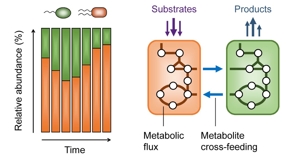 AntoniewiczLab's tweet photo. A guide to deciphering microbial interactions and metabolic fluxes in microbiome communities. #microbiomes #syntrophy #microbiology #microbiota #metabolism #microbiome. Read our latest paper: https://t.co/qAJmuMqm4X https://t.co/xddRdOamrO