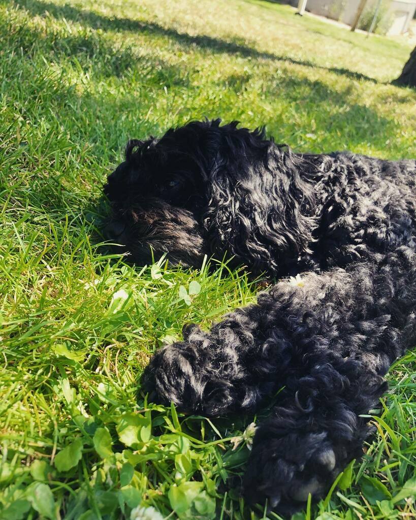 jonjarn's tweet photo. Sinking into the summer grass ☀️ https://t.co/zP4hjO0Qhi https://t.co/kaa7Heeqrw