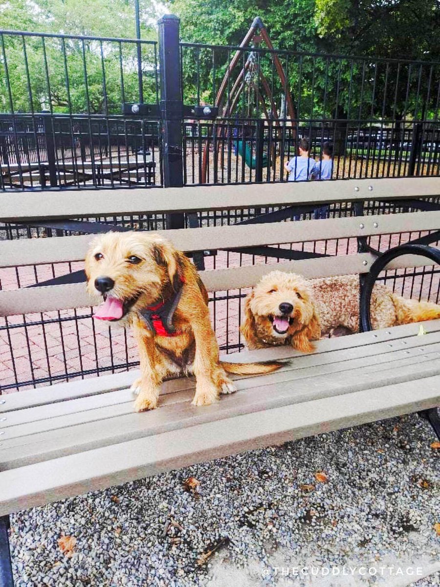 CuddlyCottage's tweet photo. Happy Thursday, everybody! Make sure to smile! The weekend is coming soon 😁 
Want to join the Cuddly Crew? Sign up for a monthly membership today: https://t.co/UnwxbSbrh3 🐾❤️

#thecuddlycottage #thecuddlycottagecrew #doggiedaycare #doggydaycare #dogsofhoboken #hobokendogs https://t.co/3qyVZqvB4q