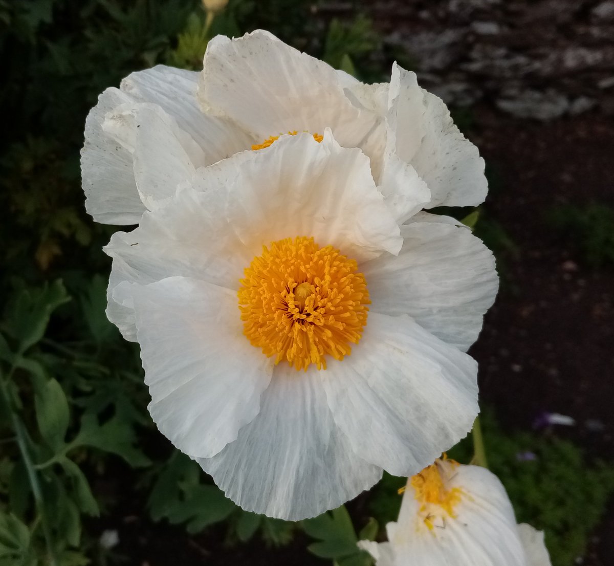 California tree poppy, rural Somerset scenery. The lovely Romneya coultheri reaching for the (slightly moody looking) sky today.