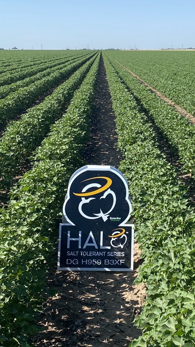Dyna-Gro H959 B3XF Halo Salt Tolerant Series in Idalou Texas!!