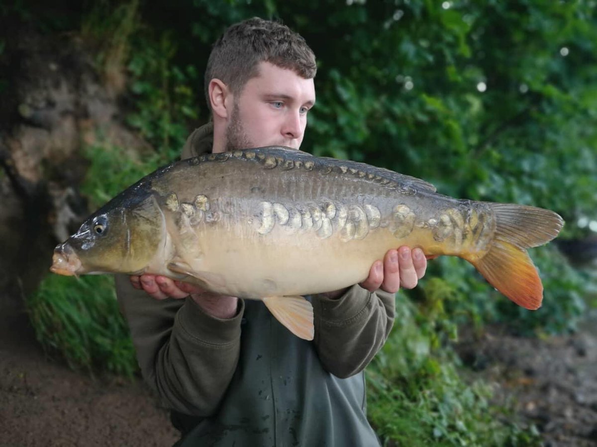 CarbonBaits's tweet photo. Chris Finney fished a 55 acre pit with his campaign still going strong with 3 fish landed! All caught over his chosen boillie in conjunction with crushed &amp; whole tigers.
.
.
#carbonbaits #hasslefree #particle #hemp #maize #tigers #minimix #partimix #hookbaits #carpy #angling https://t.co/eSbRr9f8k3