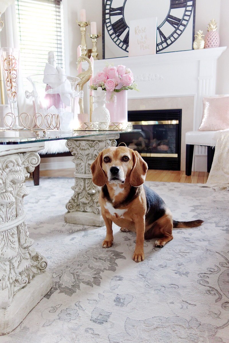 DecoratorDiva1's tweet photo. My cute little Beagle Topaz has her own Twitter account @BeagleTopazthe If you #lovedogs and #beagles go check her out, sheโs quite funny at times! ๐๐๐๐ถ๐๐พ
.
.
.
#DogsOfTwitter #DogAccount #BeaglesOfTwitter #DogsInDecor #bhgpets #designerdog #pinklover #blushpink https://t.co/0fEc2JWlsc
