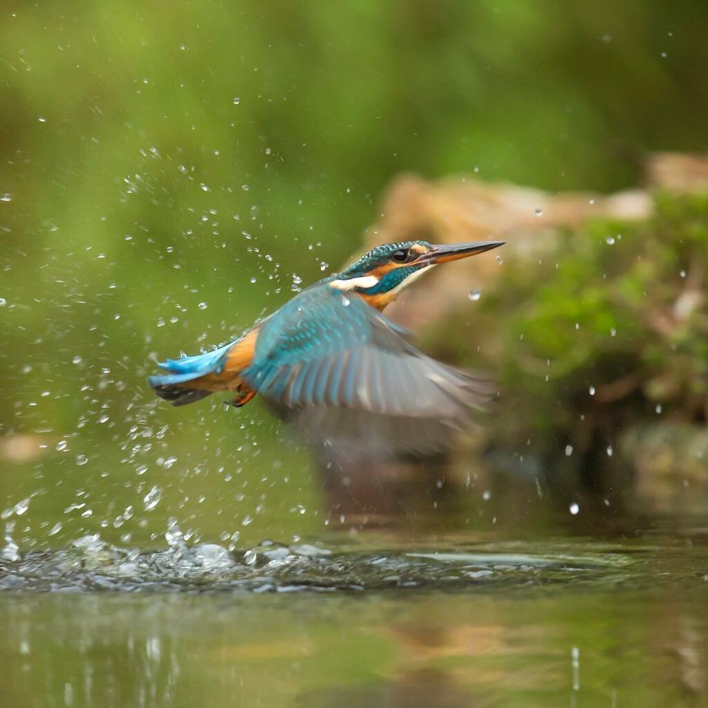The might Kingfisher returns.👍
#birds#kingfisher #love#birdsarelovely #lovevegan instagr.am/p/CC_dSiFglua/
